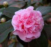 Camellia Debutante 5-6' []